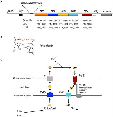 Iron and Virulence in Francisella tularensis